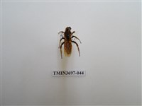 藏品(膜翅目(蜂))的圖片